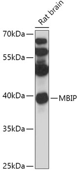 Anti-MBIP Antibody