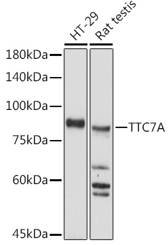 Anti-TTC7A Antibody