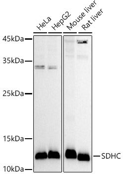 Anti-SDHC Antibody