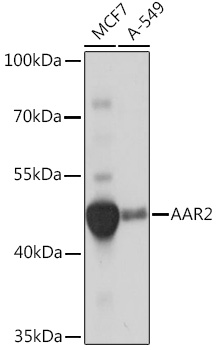 Anti-AAR2 Antibody