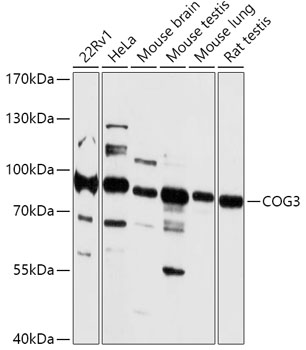 Anti-COG3 Antibody