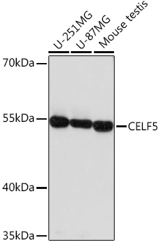 Anti-CELF5 Antibody