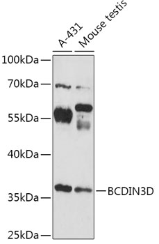 Anti-BCDIN3D Antibody