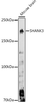 Anti-SHANK3 Antibody