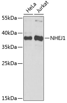 Anti-XLF Antibody
