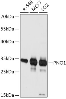 Anti-PNO1 Antibody