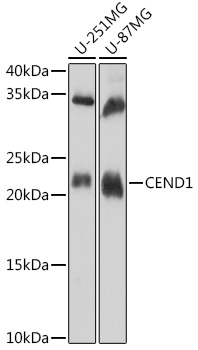 Anti-CEND1 Antibody