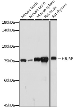 Anti-HJURP Antibody