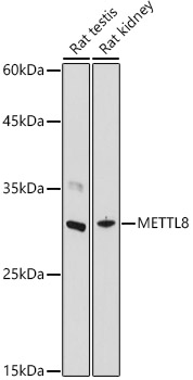 Anti-METTL8 Antibody