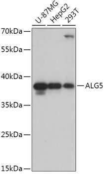 Anti-ALG5 Antibody