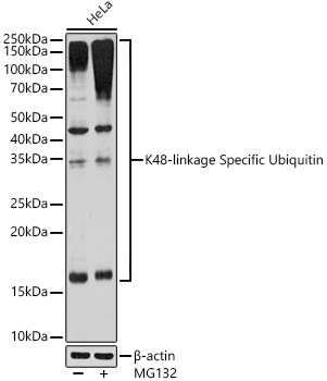 Anti-K48-linkage specific Ubiquitin Antibody [ARC0811]