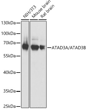 Anti-ATAD3B Antibody