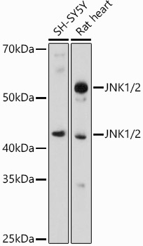 Anti-JNK1 + JNK2 Antibody