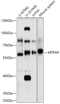 Anti-MTPAP Antibody