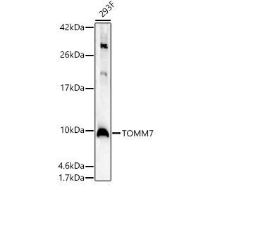 Anti-TOMM7 Antibody
