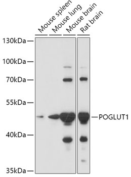 Anti-POGLUT1 Antibody