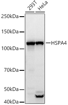 Anti-HSPA4 Antibody