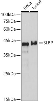 Anti-SLBP Antibody Anti-SLBP Antibody