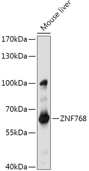 Anti-ZNF768 Antibody