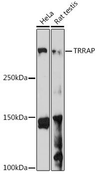 Anti-TRRAP Antibody