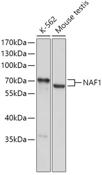Anti-NAF1 Antibody