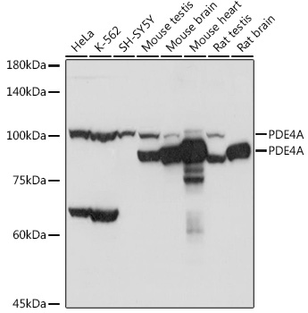 Anti-PDE4A Antibody