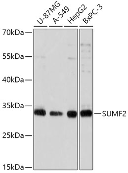 Anti-SUMF2 Antibody