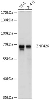 Anti-ZNF426 Antibody