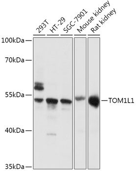 Anti-TOM1L1 Antibody