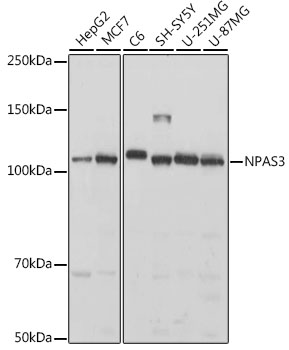 Anti-NPAS3 Antibody