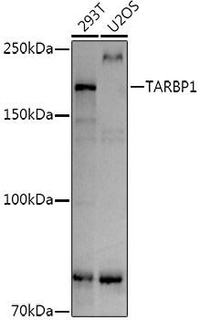 Anti-TARBP1 Antibody