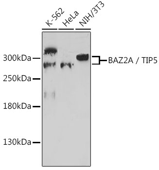Anti-BAZ2A / TIP5 Antibody