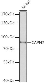 Anti-CAPN7 Antibody