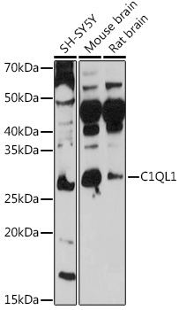 Anti-C1QL1 Antibody