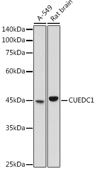 Anti-CUEDC1 Antibody