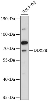Anti-DDX28 Antibody