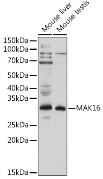 Anti-MAK16 Antibody