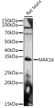 Anti-MAK16 Antibody Anti-MAK16 Antibody
