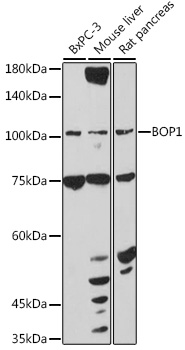 Anti-BOP1 Antibody