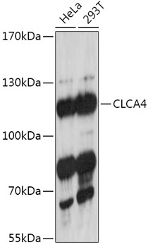 Anti-CLCA4 Antibody