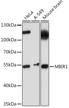 Anti-MIER1 Antibody