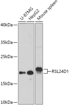 Anti-RSL24D1 Antibody