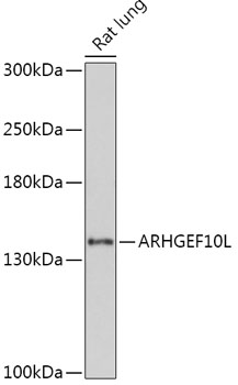 Anti-ARHGEF10L Antibody