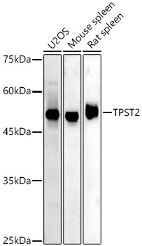 Anti-TPST2 Antibody
