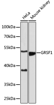 Anti-GRSF1 Antibody