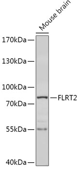 Anti-FLRT2 Antibody