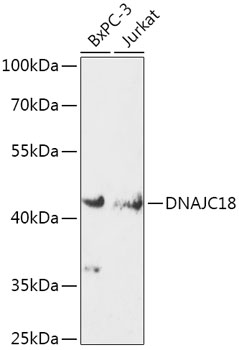Anti-DNAJC18 Antibody