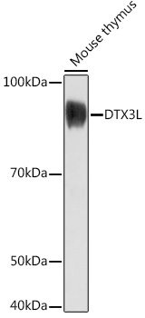 Anti-DTX3L Antibody