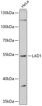Anti-LAD1 Antibody