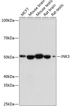 Anti-JNK3 Antibody [ARC0366]